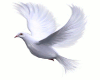 [ML]White dove