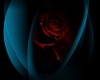 Rose Eclipse