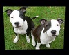 MY STAFFIE BABIES