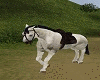 White Riding Horse