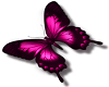 pink butterfly (R)