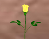[JD] Single Yellow Rose