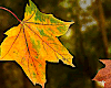 Fall Leaves Falling
