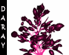 black pink rose plant2