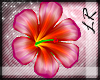 -LR-Vibrant Springflower