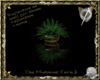 The Medieval Fern 2