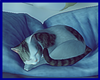 Pillow and cat