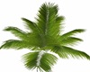 YARD OR BEACH PALM