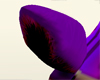 M* Purple Bunny tail
