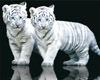 twin white tiger cubs