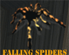 (PB)Falling Spiders M/F