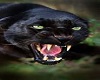 black panther swing