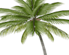Animated Sky Palm Trees