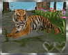 Loving Jungle Tiger