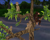 Monkeys in a Tree !!!