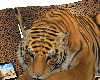 The Most Expensive Tiger