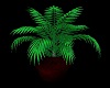 Green Potted Palm