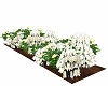 White Roses Flower Bed