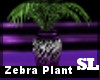 Zebra Plant 