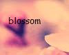 MiniBlossom