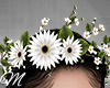 m: Spring White Crown