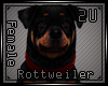 2U. Rottweiler Female