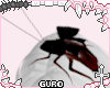 OH SHII A ROACH kuro