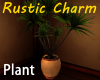 *T* Rustic Yucca Plant
