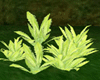 [MA] Green Leaf 2