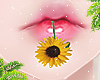 d. sunflower