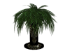 Large Phoenix Palm Plant