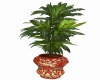 Oriental Dream Pot Plant