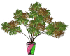 V5 Asian Autumn Tree