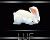 Rabbit-ArnB
