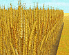 Sown Wheat Plot