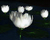 Moonlit Water  Lilies