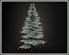 *N* Winter Pine