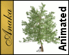 Money Tree, Dollars