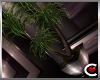 Poison Palm Plant