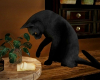 H. Black Cat Animated