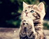 Cute Kitten picture