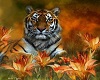 Tiger passion