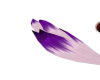 dark purple&white tail
