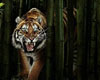 bamboo tiger club rawr