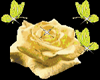 yellow rose2