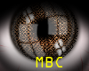 MBC -Brown Eye Shine F  
