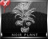 Noir Willow Plant