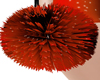 Pompom Fenix Dance