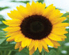 sunflower lantern