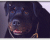 Rottweiler Avi
